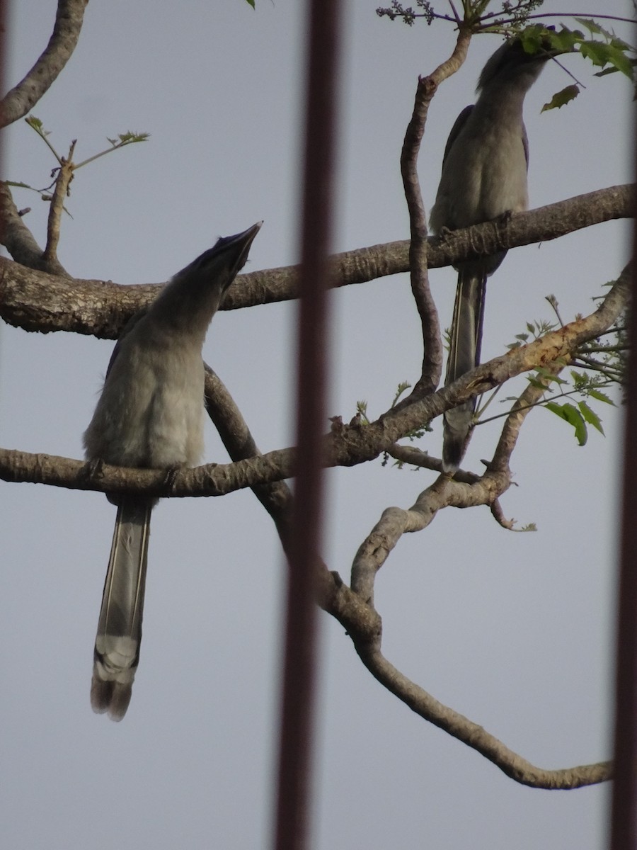 indiahornfugl - ML78663961