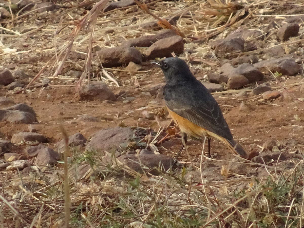 svartrødstjert - ML78663981