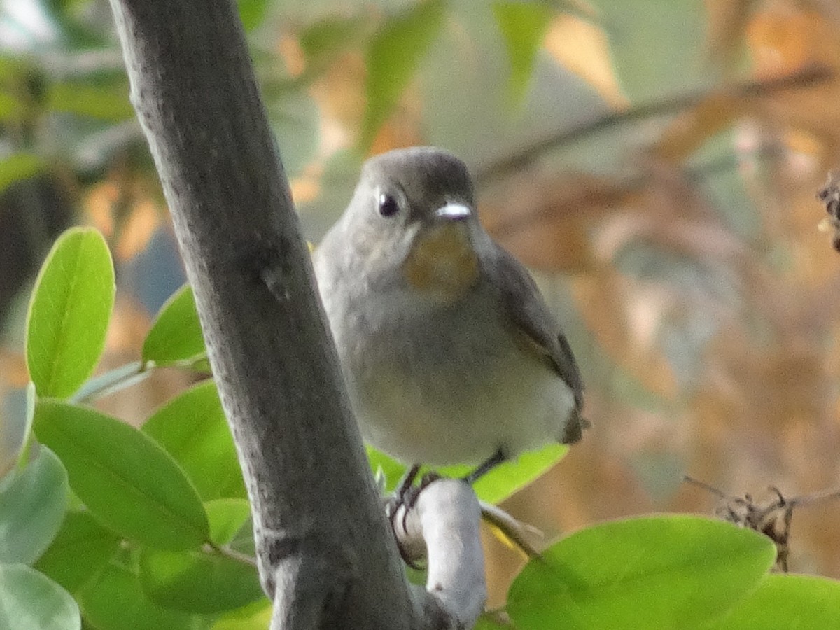 taigafluesnapper - ML78664091