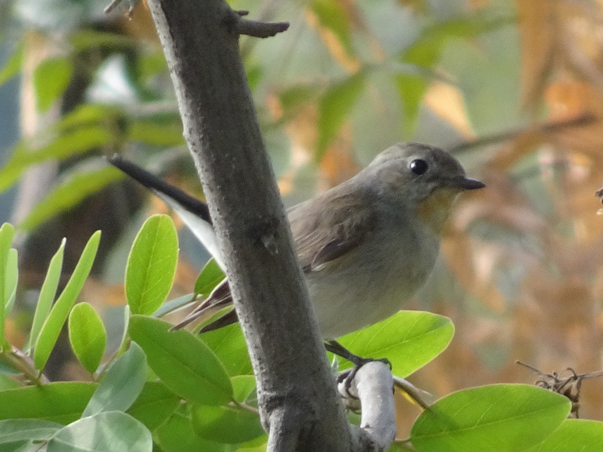 taigafluesnapper - ML78664111