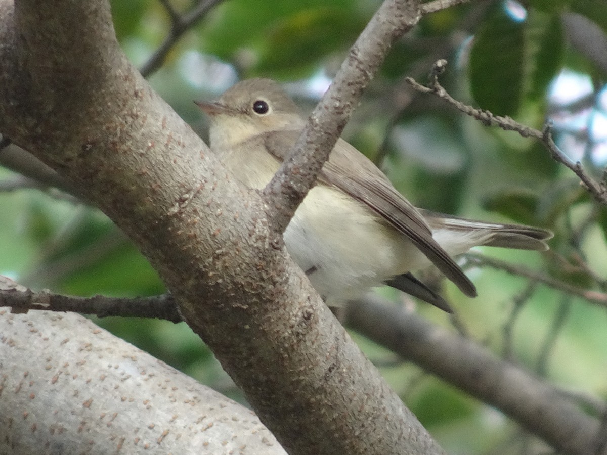 dvergfluesnapper - ML78664191