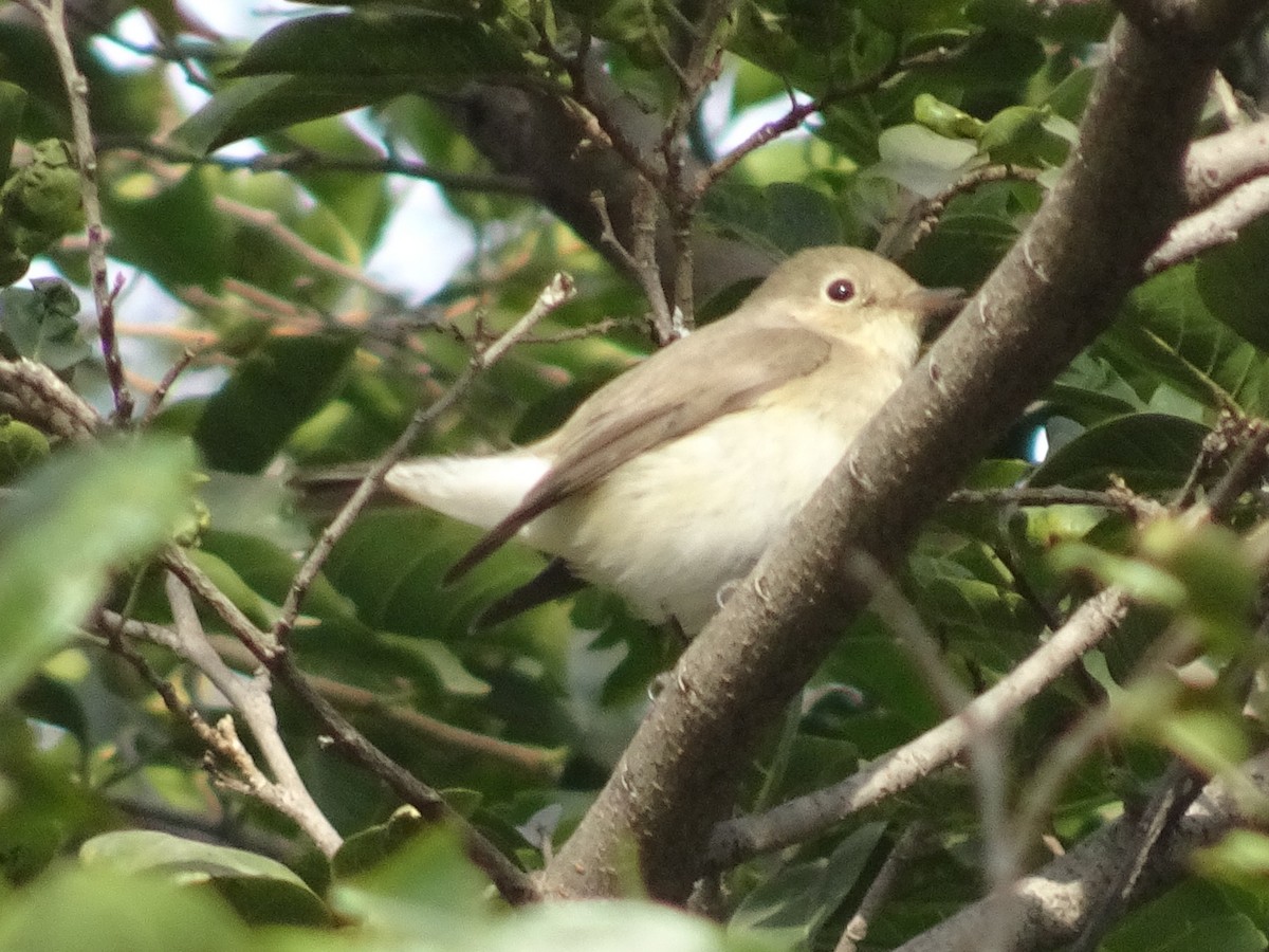 dvergfluesnapper - ML78664201