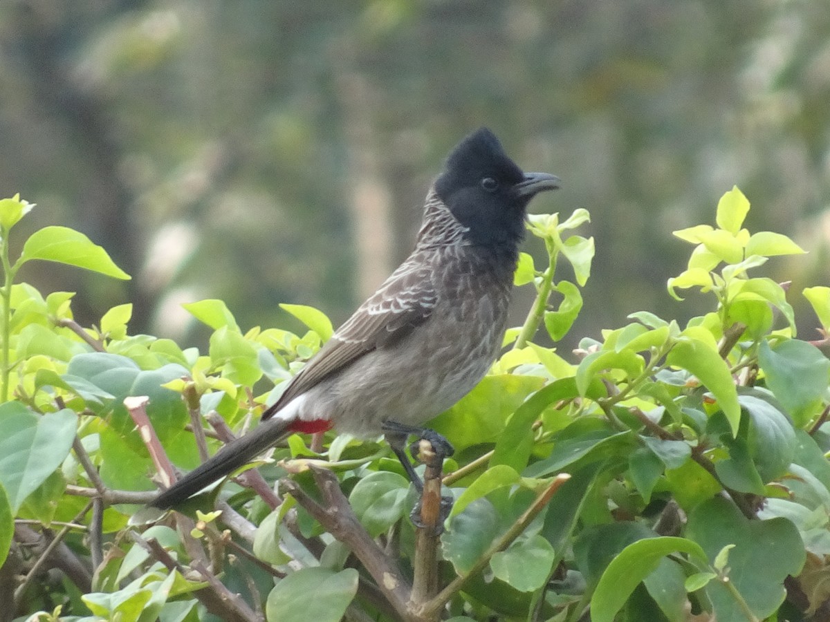 rødgumpbylbyl - ML78664511