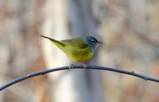 MacGillivray's Warbler - ML78664591