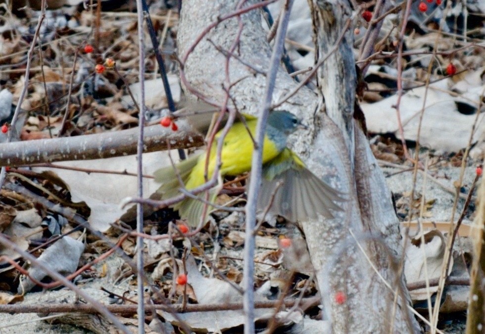 MacGillivray's Warbler - Marc Chelemer