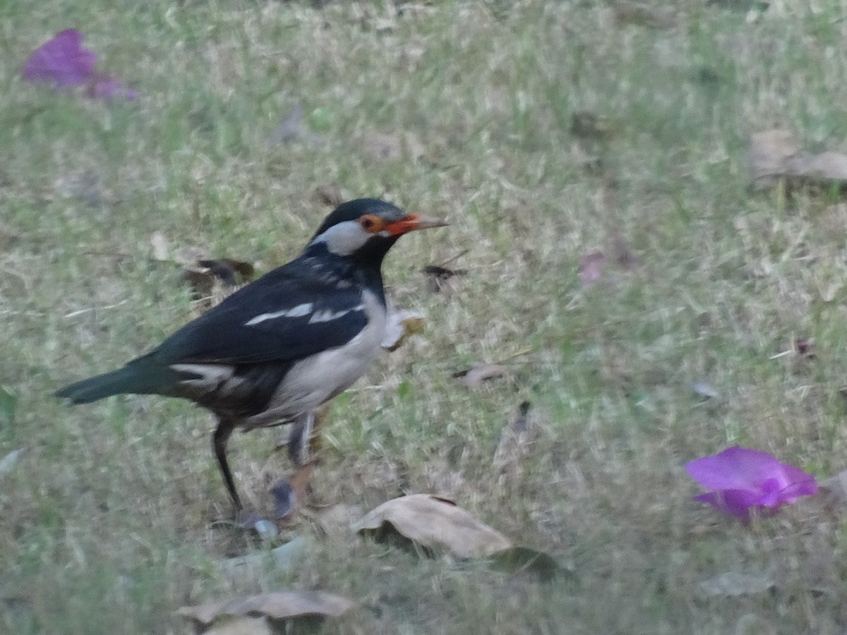 svartstrupestær - ML78664741