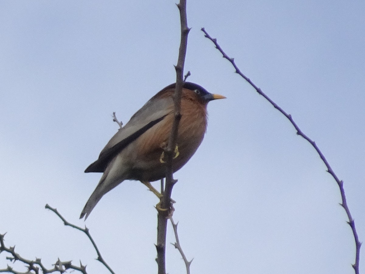 pagodestær - ML78664761