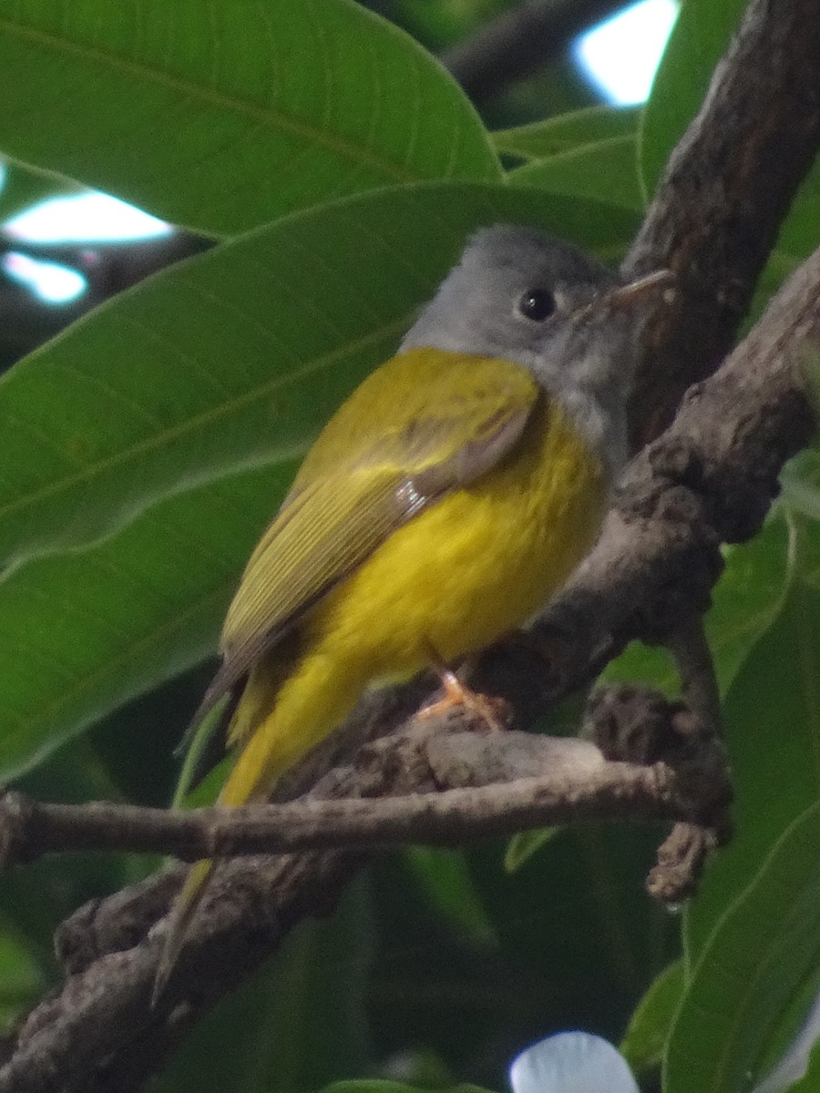 gråhodefluejeger - ML78664821