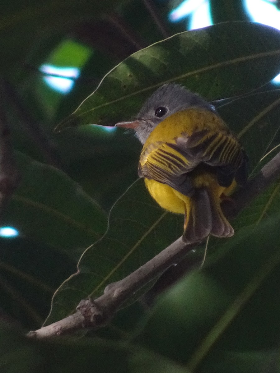 gråhodefluejeger - ML78664831