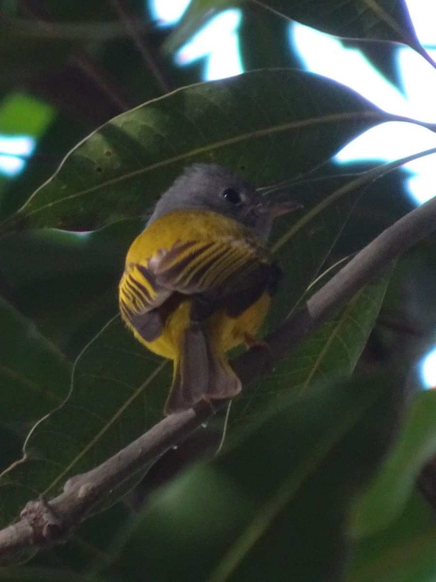 gråhodefluejeger - ML78664841