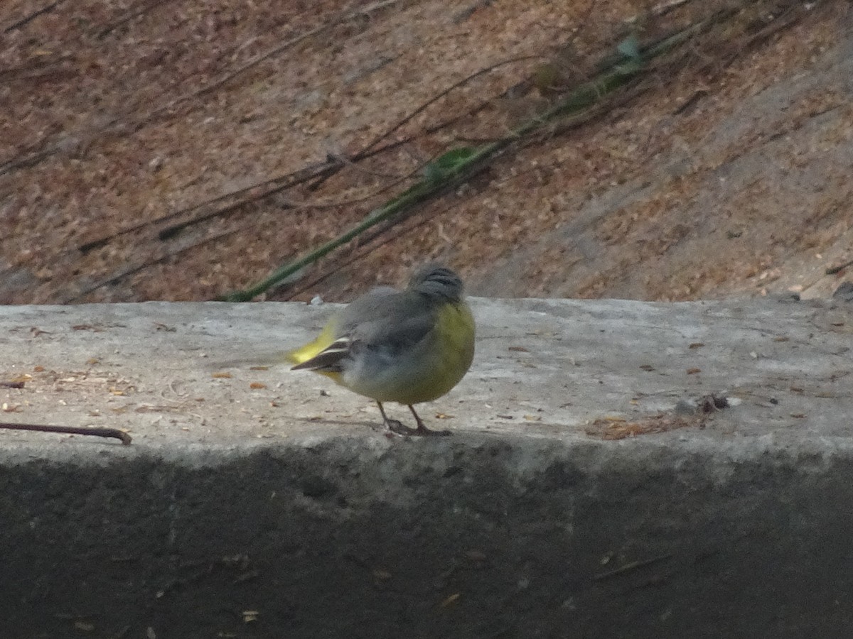 vintererle - ML78664921