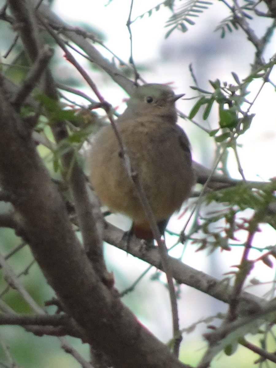 svartrødstjert - ML78665051