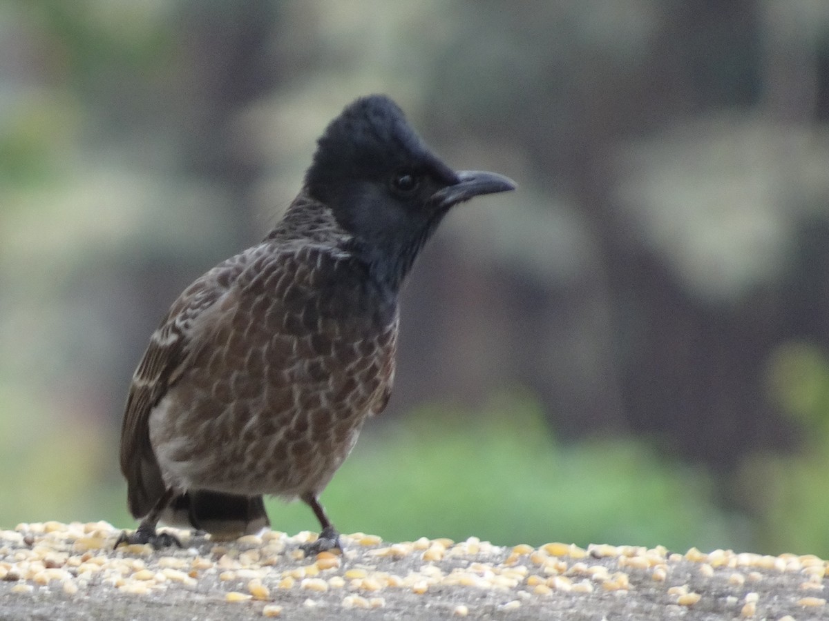 rødgumpbylbyl - ML78665101