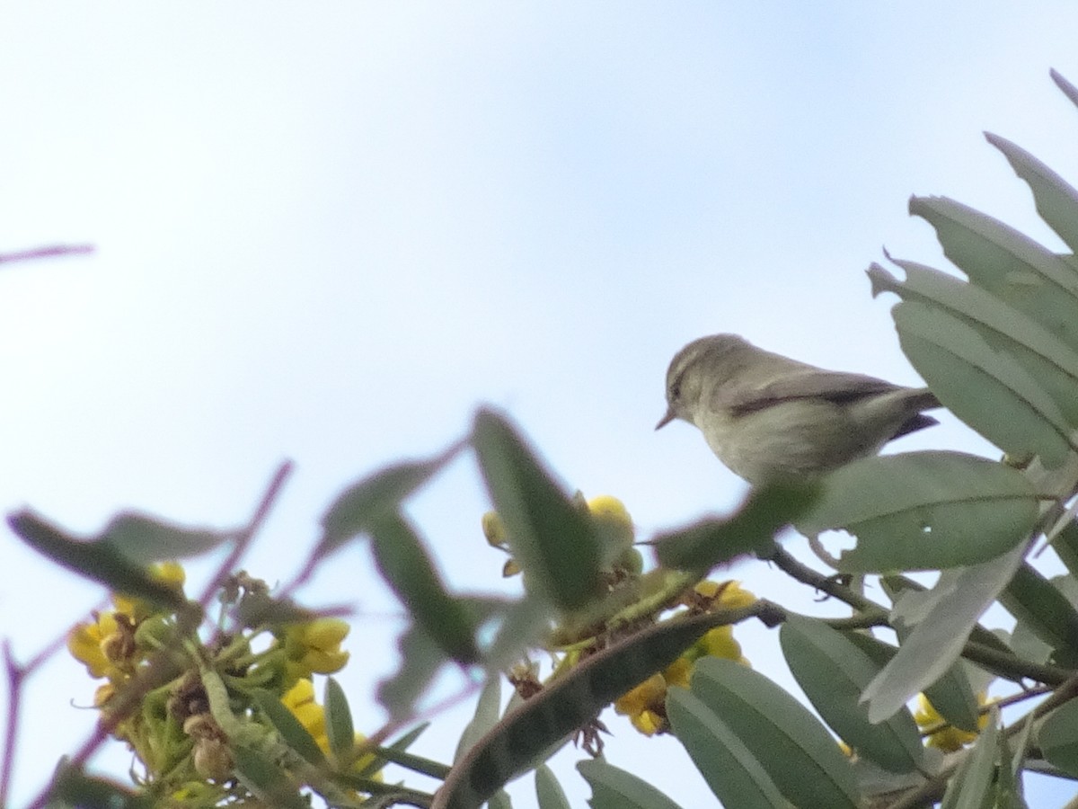 østsanger - ML78665121