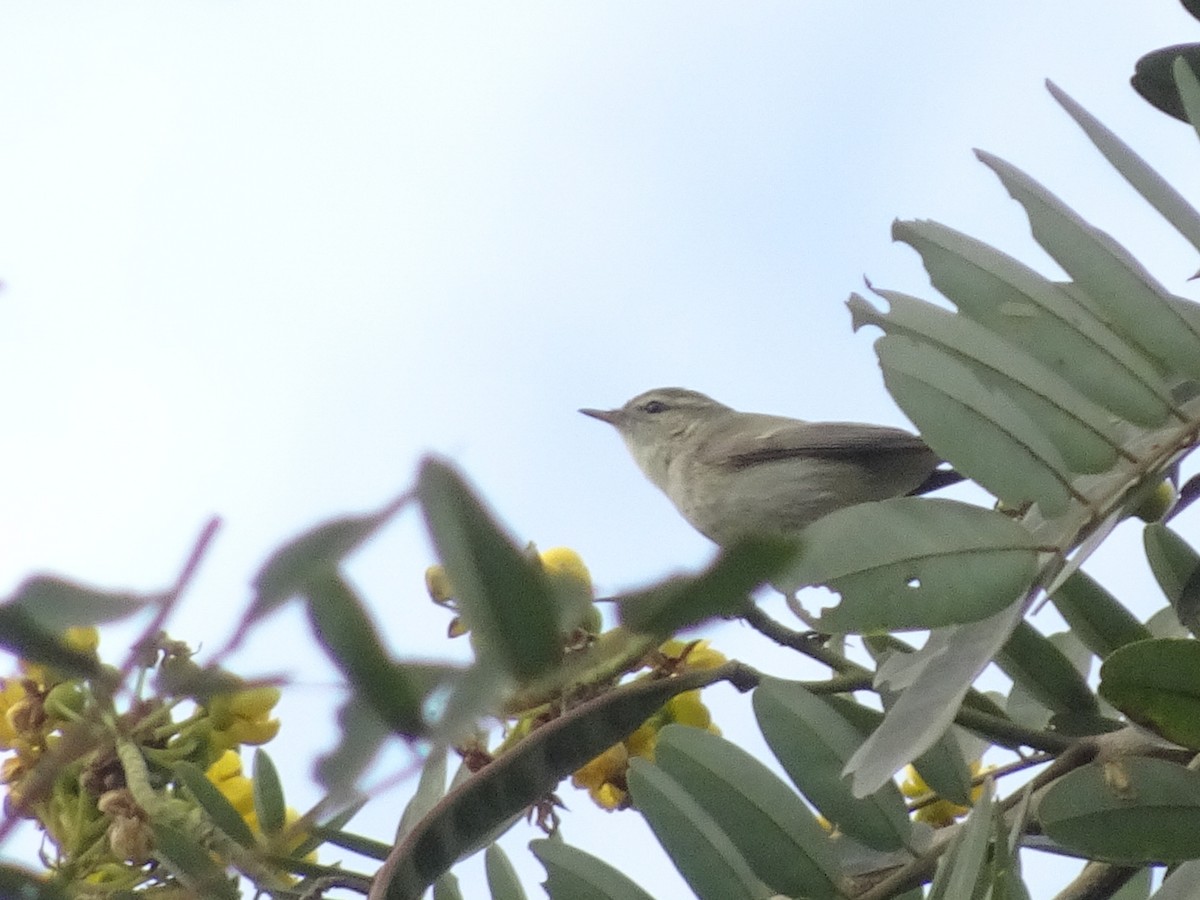 østsanger - ML78665131