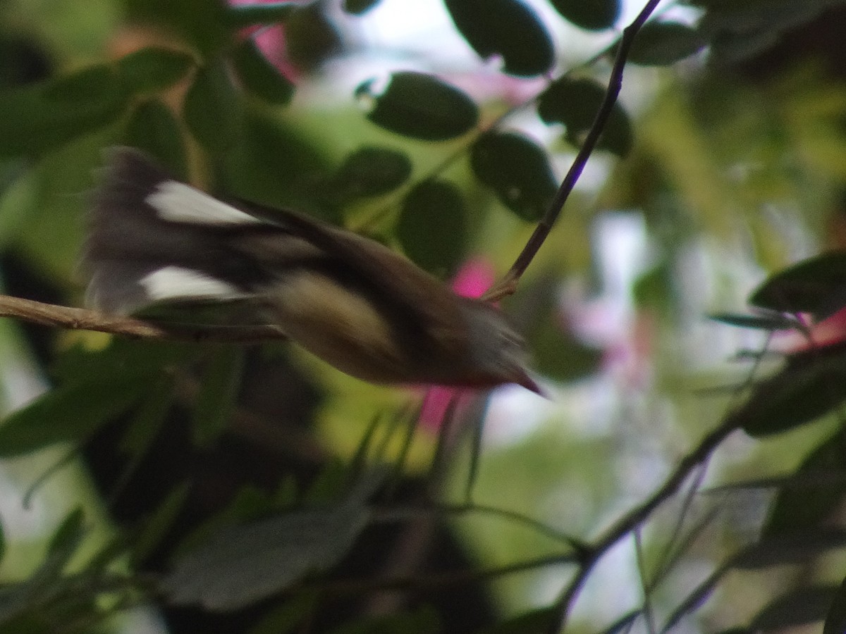 dvergfluesnapper - ML78665171