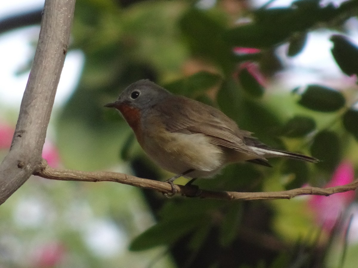 dvergfluesnapper - ML78665181