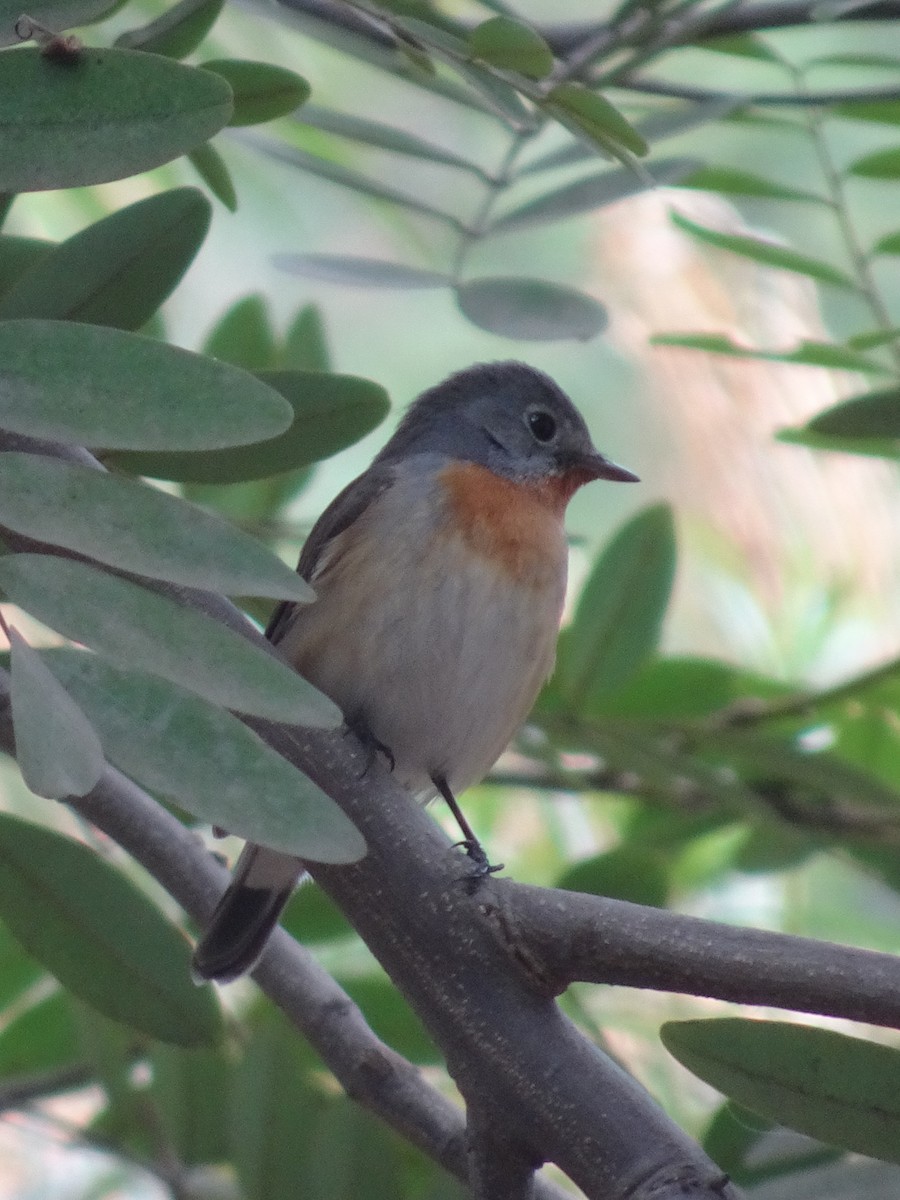 dvergfluesnapper - ML78665191