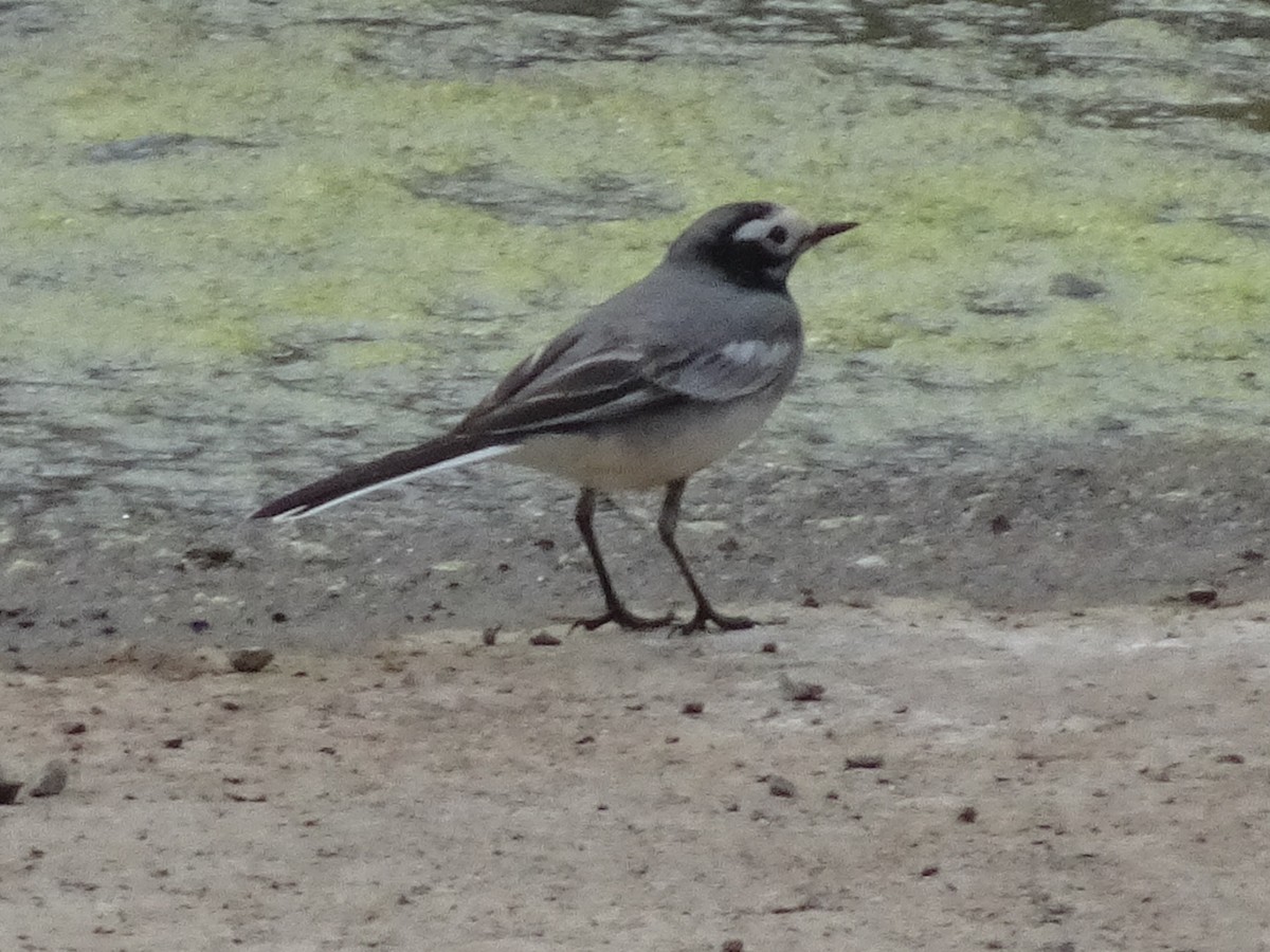 linerle - ML78665221