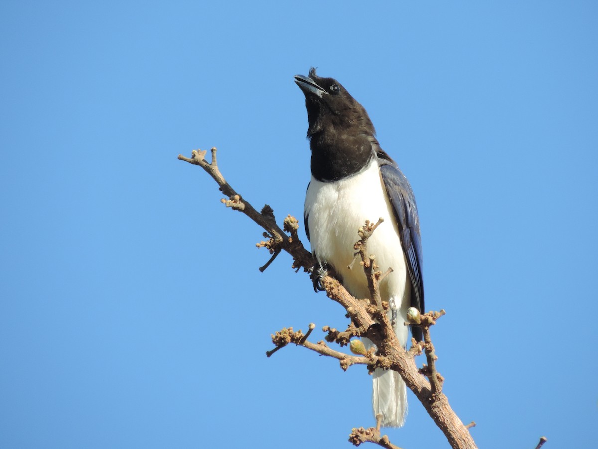 Curl-crested Jay - Edvaldo Júnior