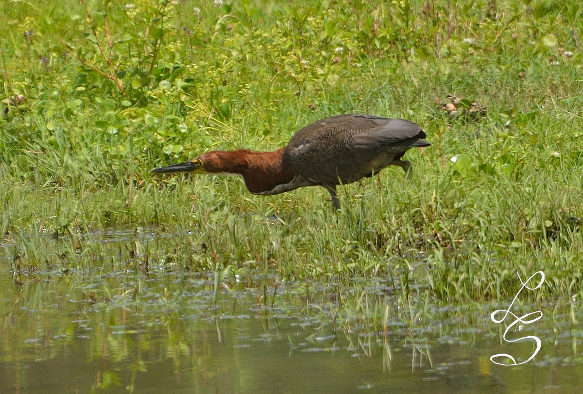 Rufescent Tiger-Heron - ML78666531