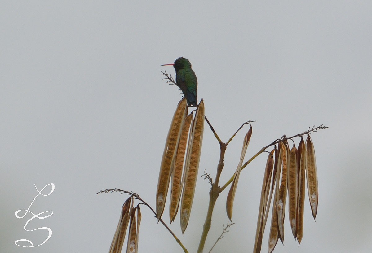 Glittering-bellied Emerald - ML78666571