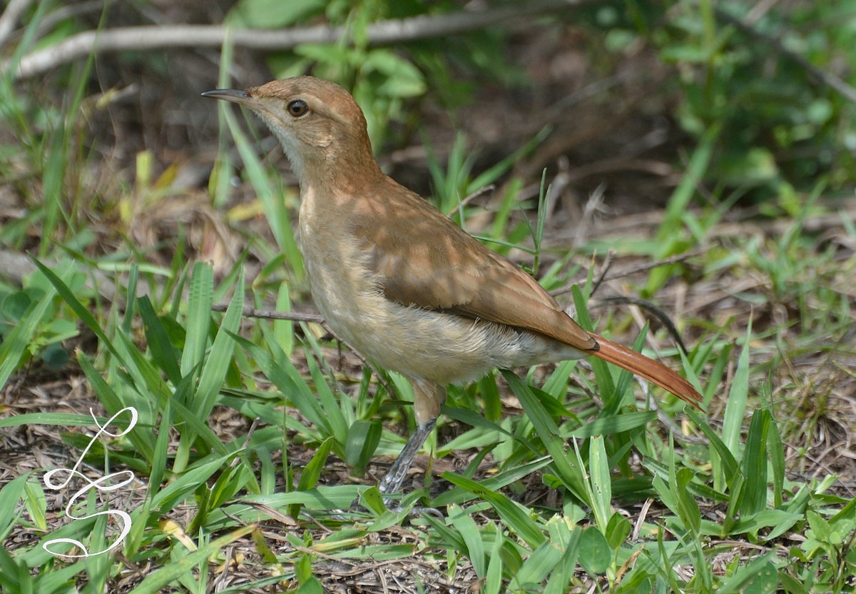 Rufous Hornero - ML78666601