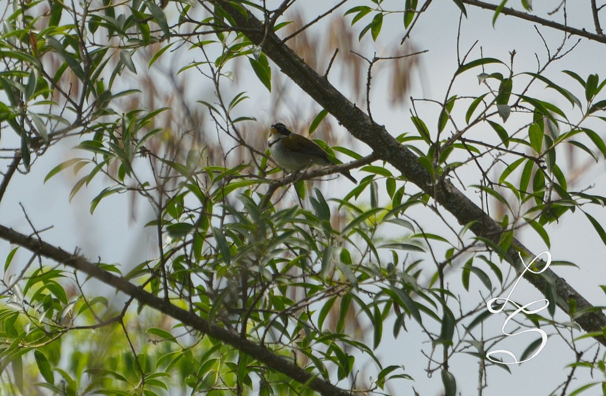 Moss-backed Sparrow - ML78666611