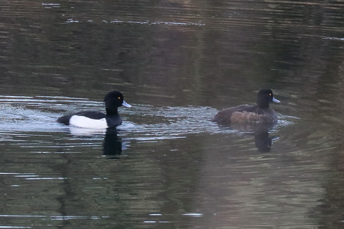 Tufted Duck - ML78666931