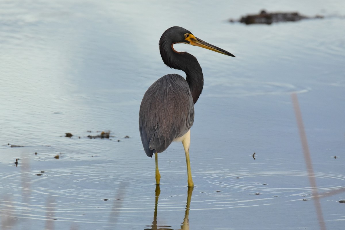 Tricolored Heron - ML78667401