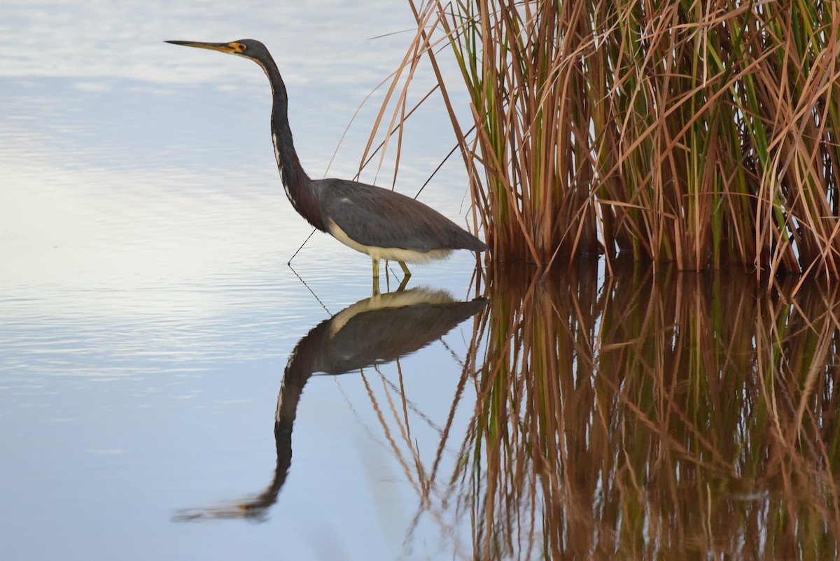 Tricolored Heron - ML78667431