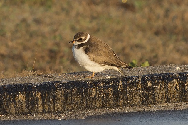 Semipalmated Plover - ML78667581