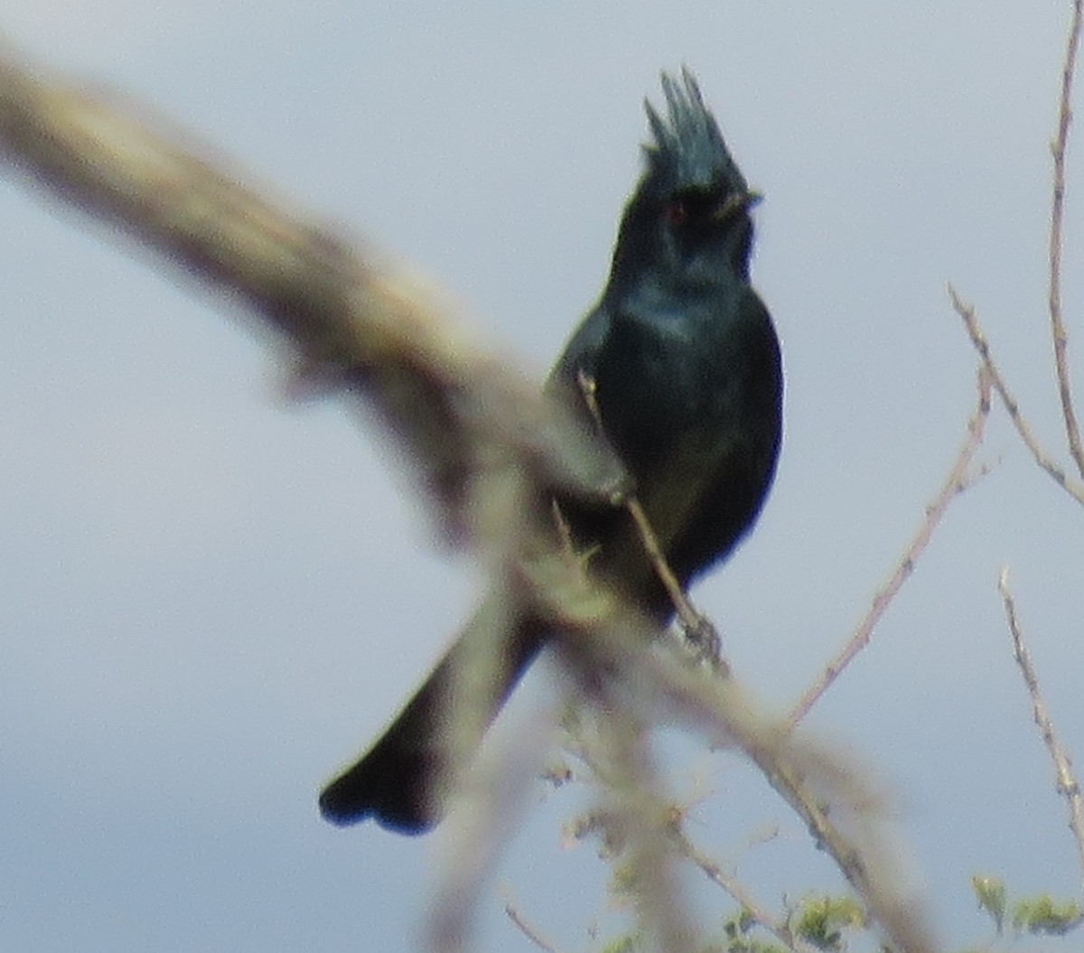 Capulinero Negro - ML78667791