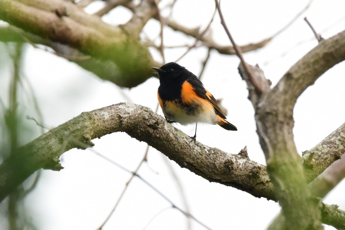 American Redstart - ML78667871