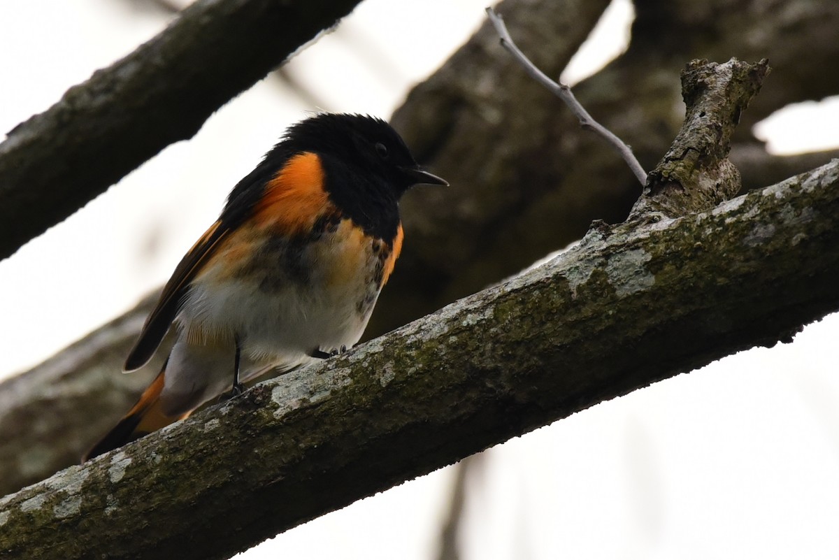 American Redstart - ML78667881