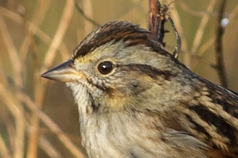 Swamp Sparrow - Martin Wall