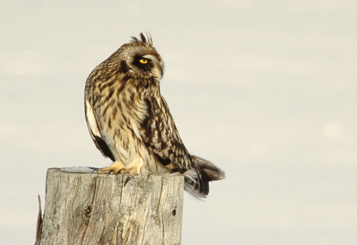 Short-eared Owl - David Beadle