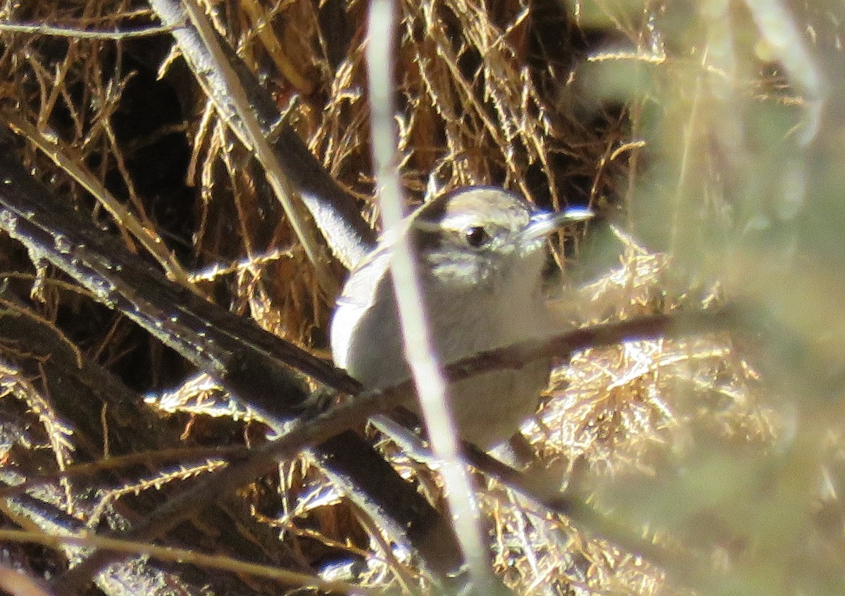 Bewick's Wren - ML78670151