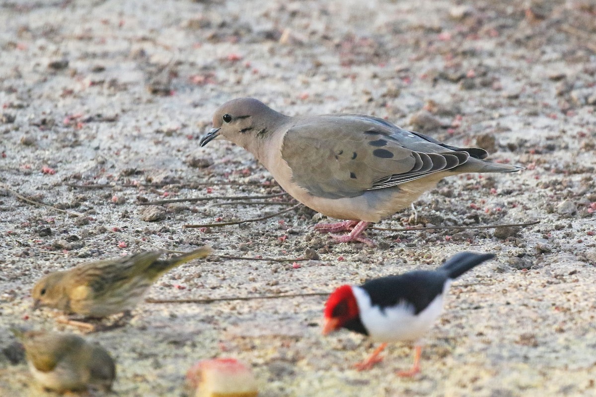 Eared Dove - ML78672691