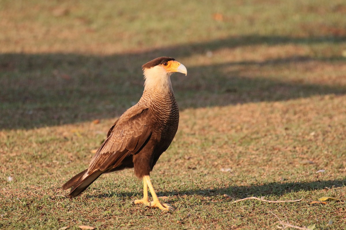 Crested Caracara (Southern) - ML78673021