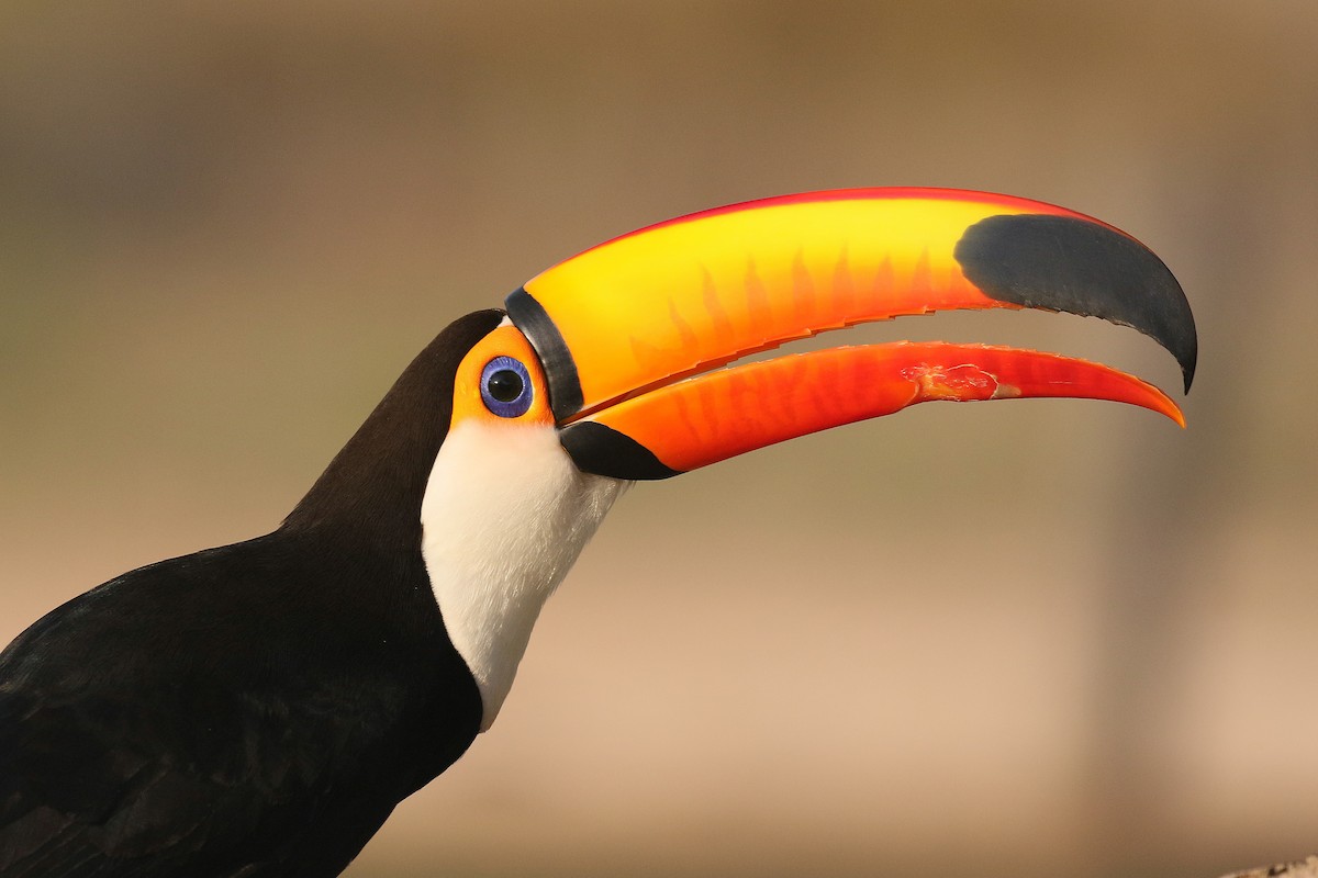 Toco Toucan - ML78673681