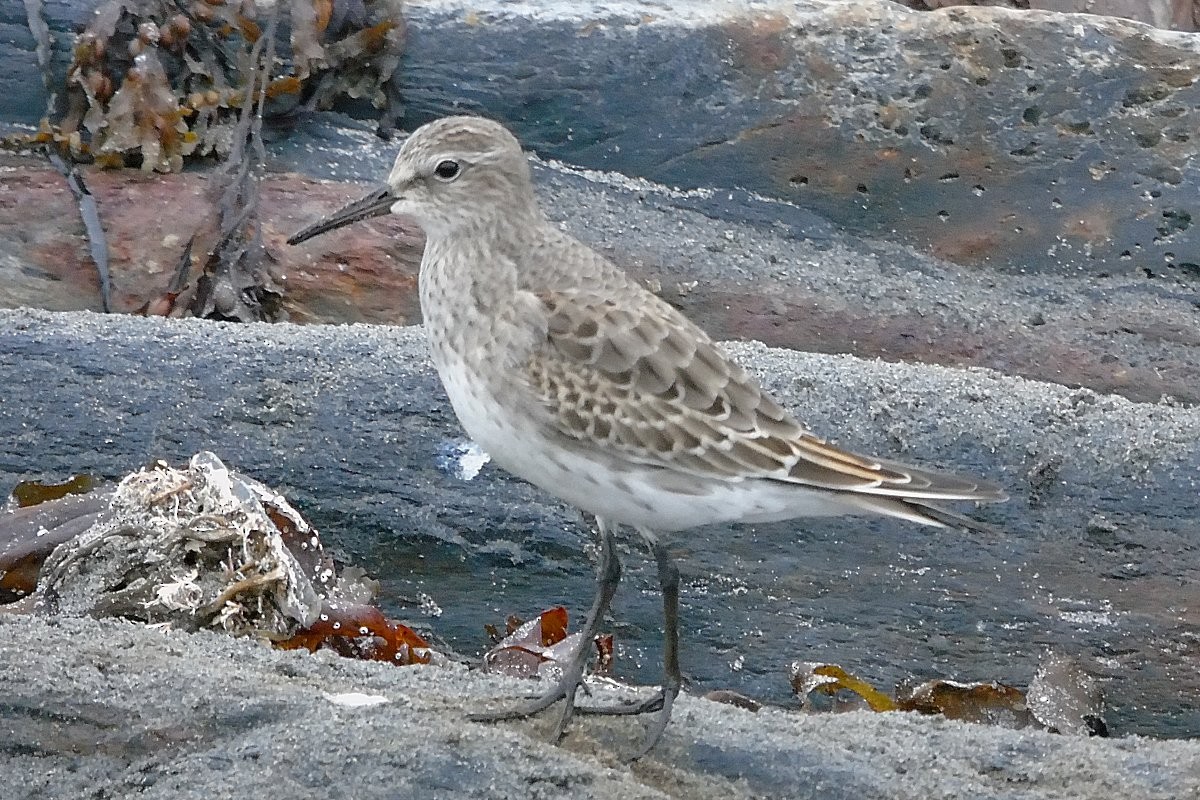 White-rumped Sandpiper - Sandi Keereweer