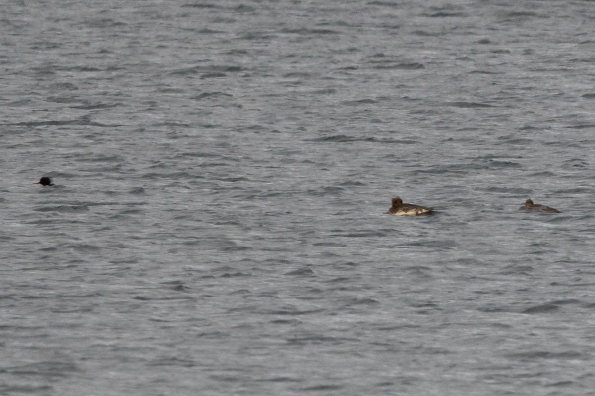 Red-breasted Merganser - ML78677041