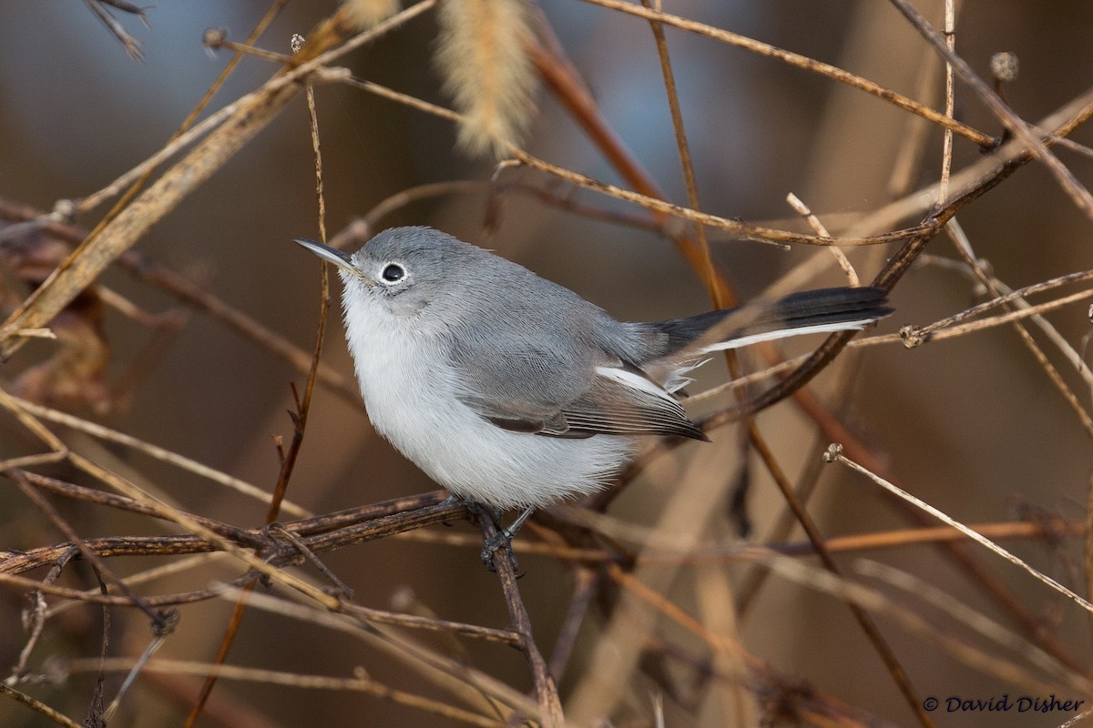 Blue-gray Gnatcatcher - ML78677301