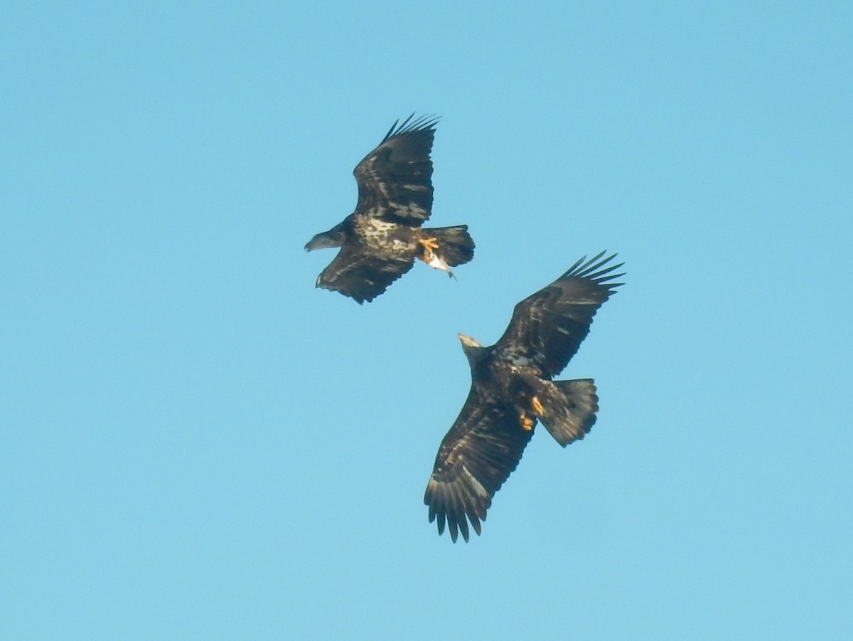 Bald Eagle - ML78678601