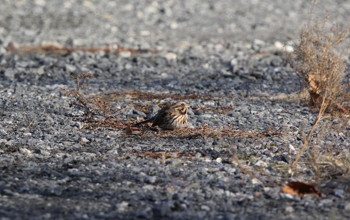 Song Sparrow - ML78679491