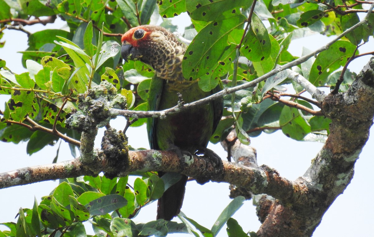 Rose-fronted Parakeet - Fernando Angulo - CORBIDI
