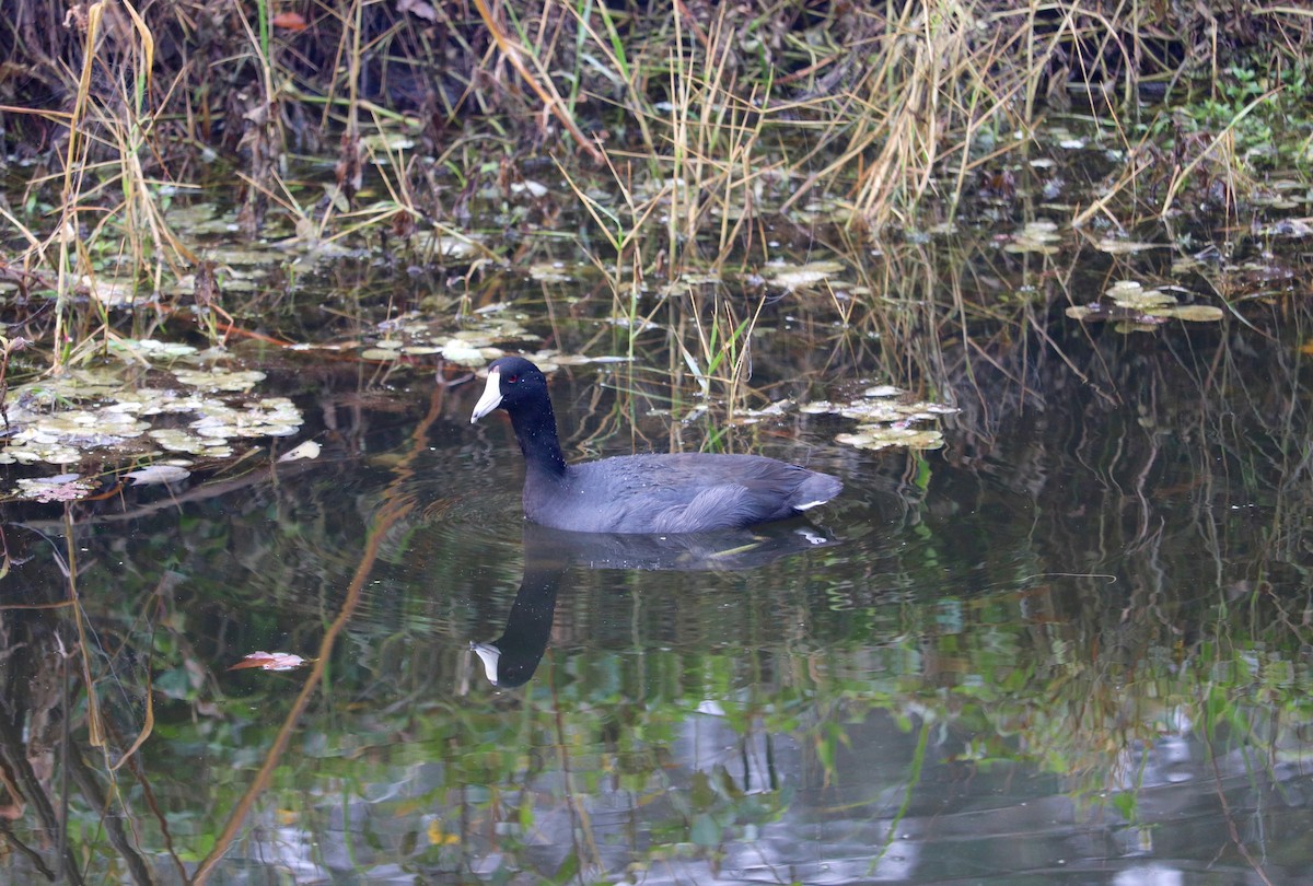 American Coot - ML78682231