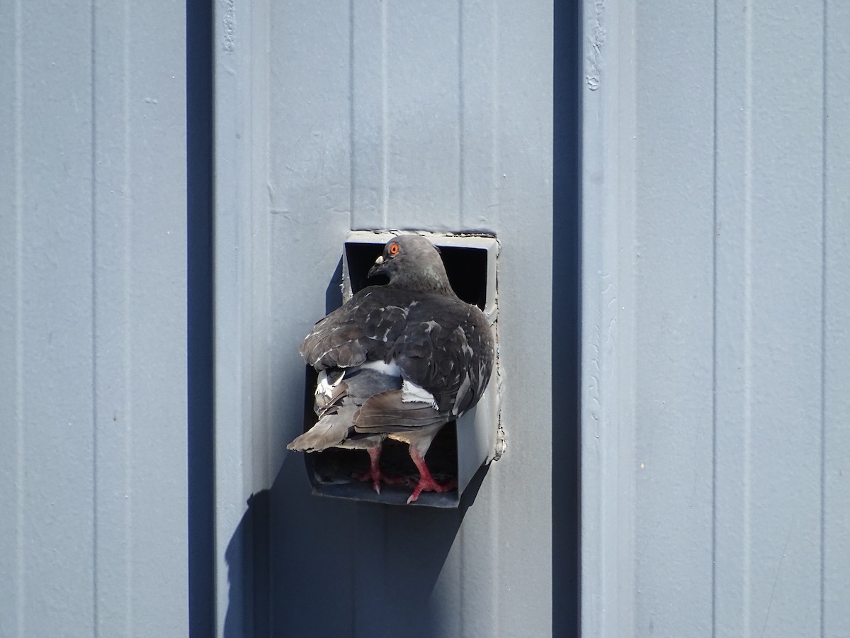 Rock Pigeon (Feral Pigeon) - ML78685081