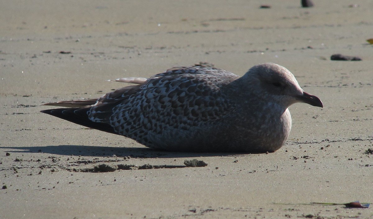 Iceland Gull (Thayer's) - ML78686851